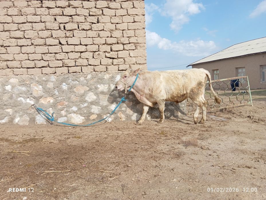 Buzoq 10 oylik sotiladi