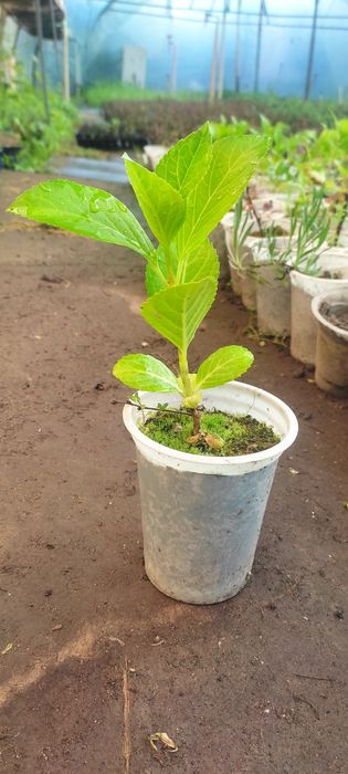 Gartenziya makroflora/ гортензия макрофлора