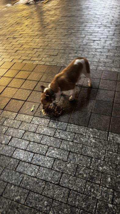 Найдена собака в районе толиби назарбаева