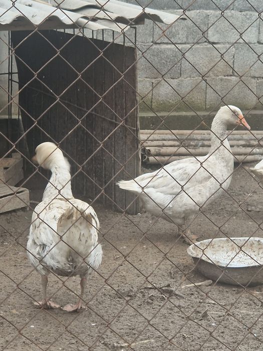 Каздар сатылады туып бастады