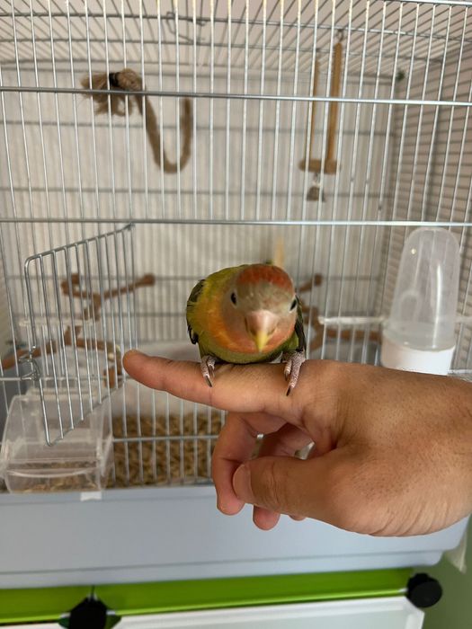 Papagal agapornis + colivie