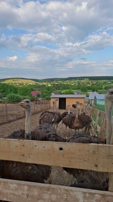 Vând 9 struți africani, 13 luni
