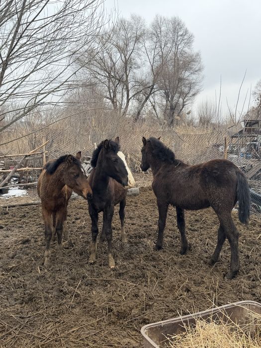 Тай жабагы жеребчики