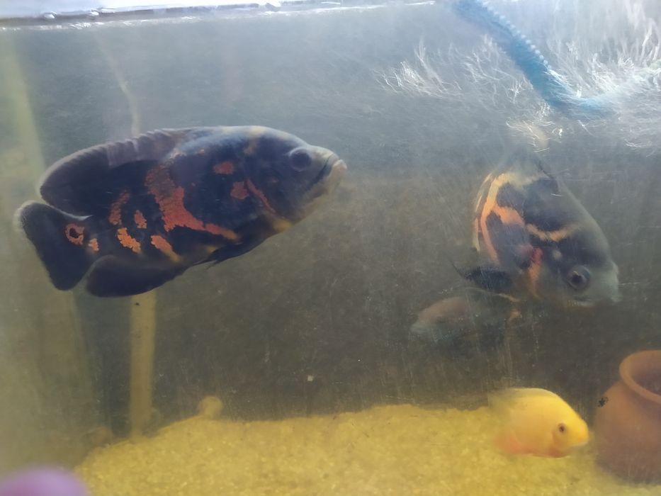 Продается рыба астронатус