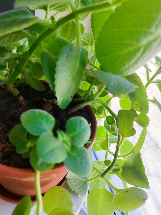 Мята, комнатные растения.