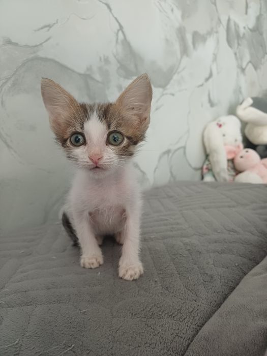 Отдам  котят в добрые руки!