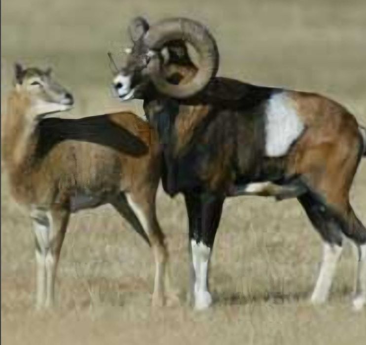 Муфлони ,мъжки и женски