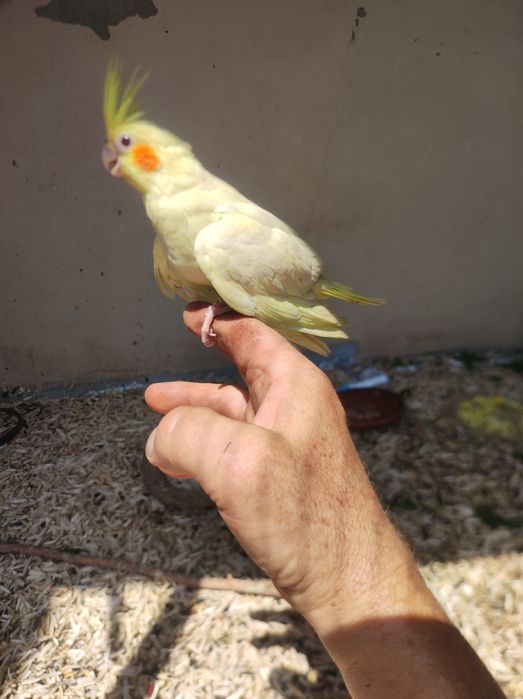 Продам молодых корел ручные