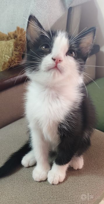 Котенок, мальчик