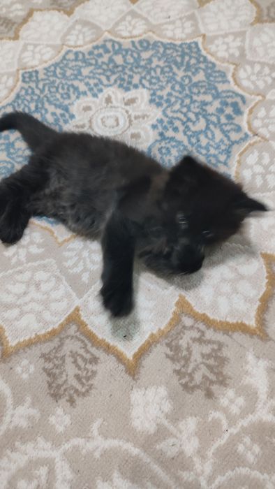 Котенок мальчик,  черный, пушистый