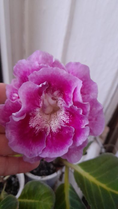 Продам, глоксиния