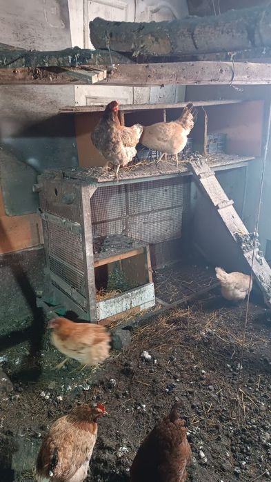 Инкубационные яйцо