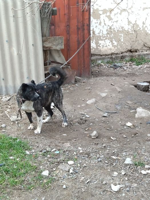 АЛАБАЙ 1 -  Жасар