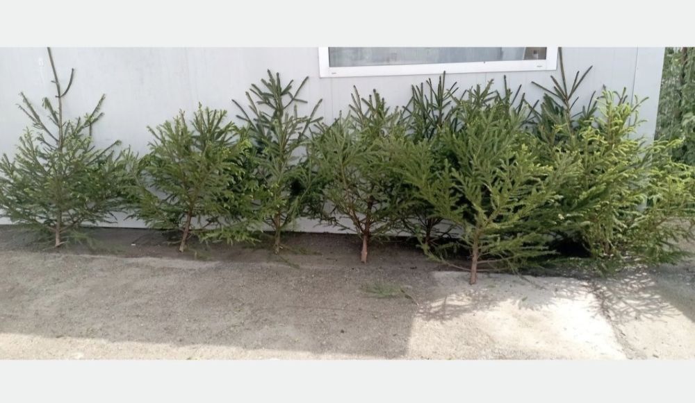 Vând brazi pentru evenimente (nunta)