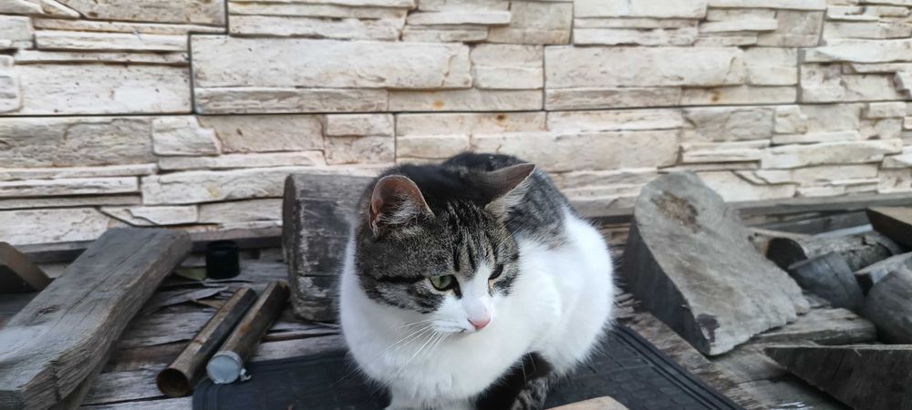 Подарявам малки котета