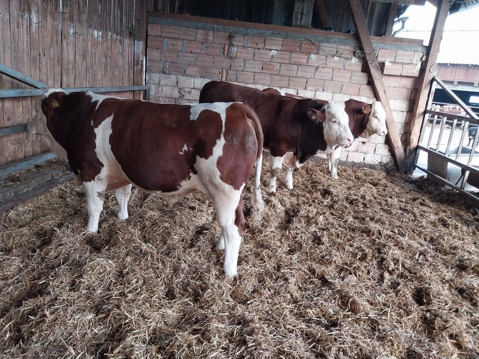 Tauri pentru montă naturală