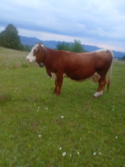 Vacă de vânzare cu vitea de 2 săptămâni