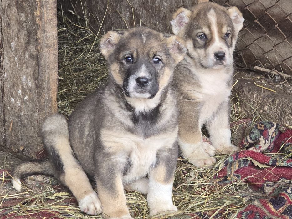 Продам щенка Тобета