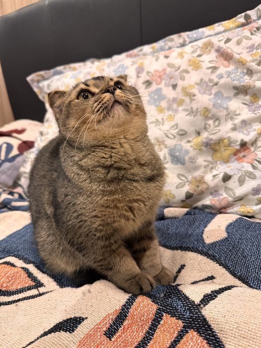 Котенок в хорошие руки