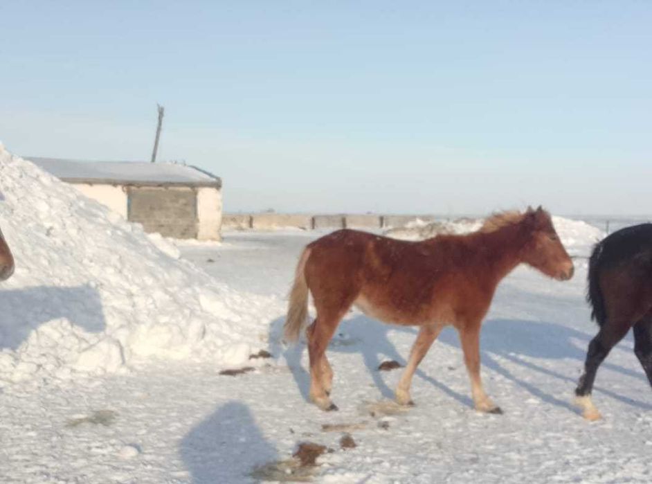 Продам согым, 5 лошадей