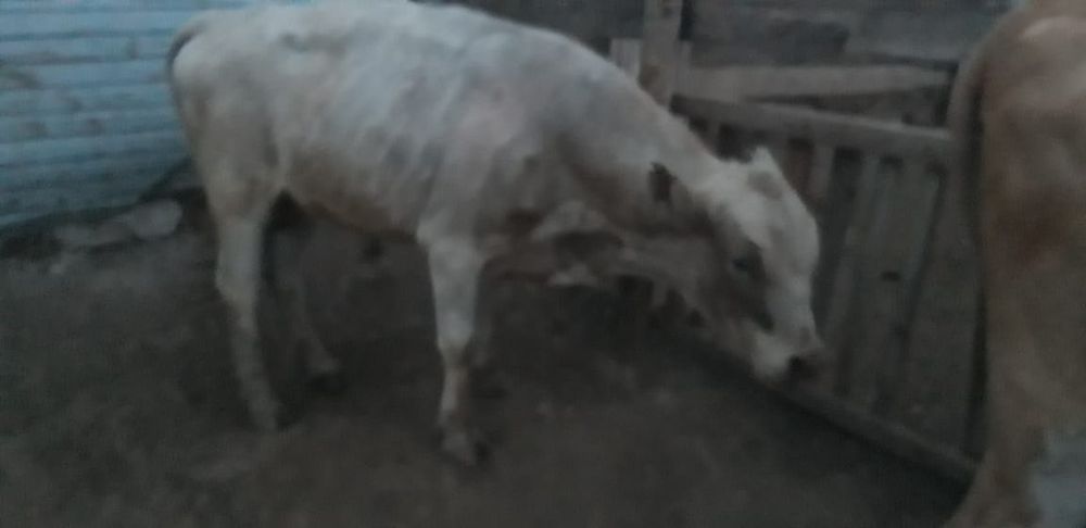 Бука сатамын 4 бас