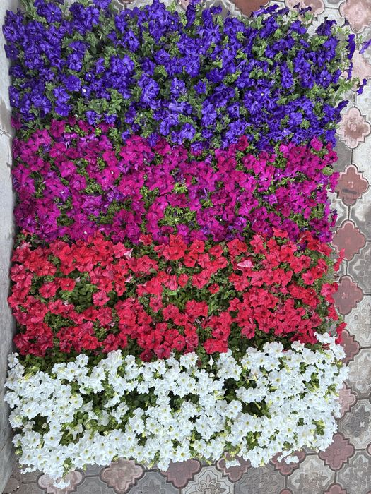 Петунья предзаказ