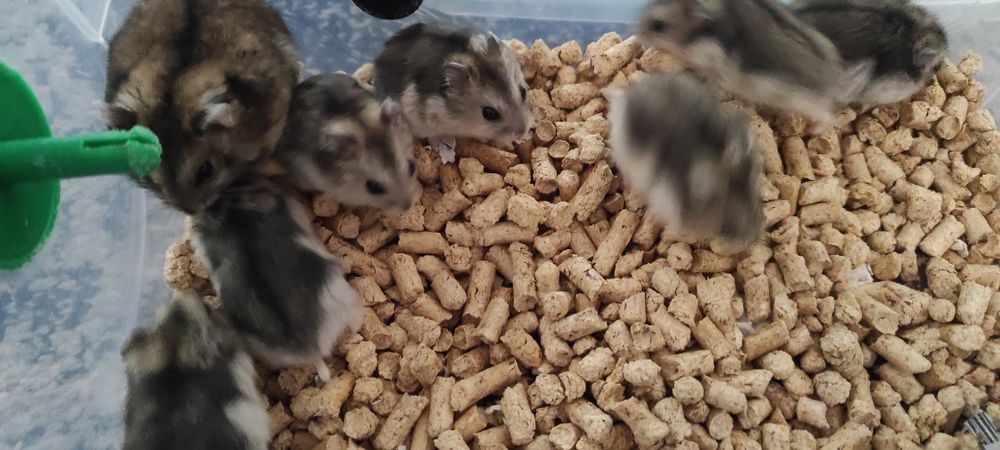 Джунгарики хомяки