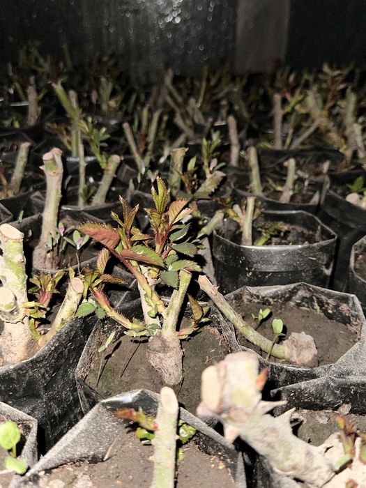 Куставые розы в разных цветах