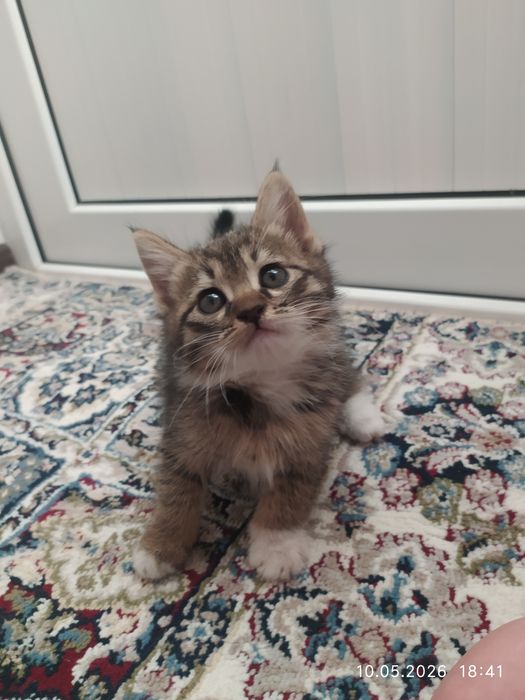 Мушуклар (Котята)