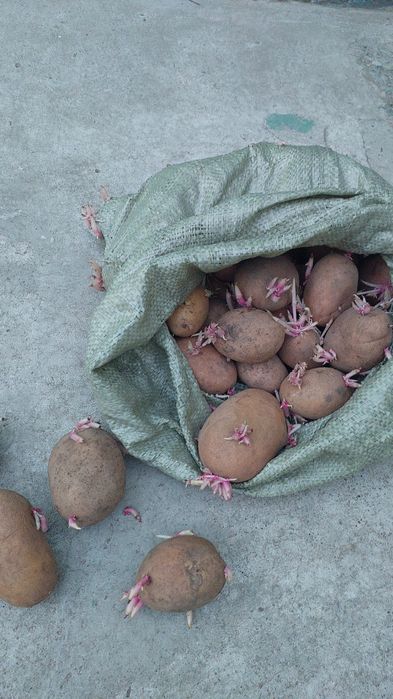 Картофель семянной