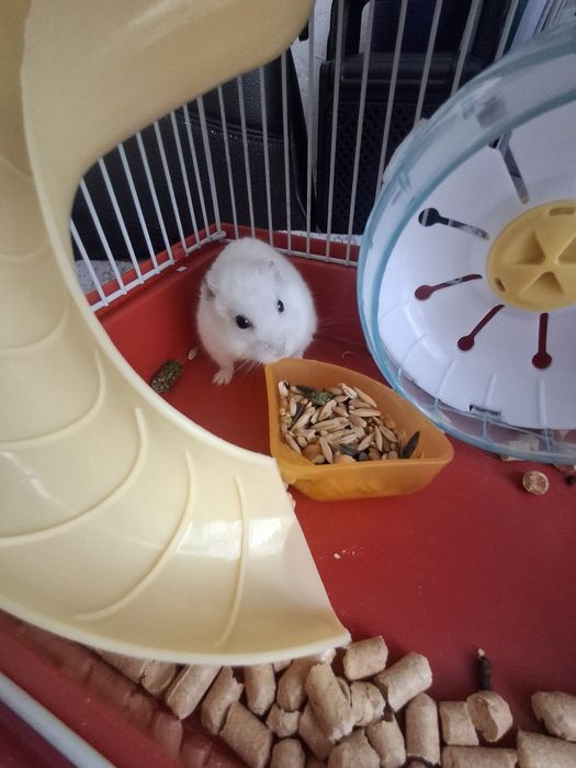 Хомяки вместе с клеткой