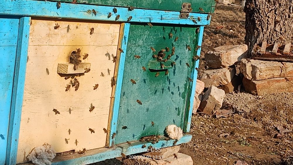 Соглом асаласри оиласи сотилади