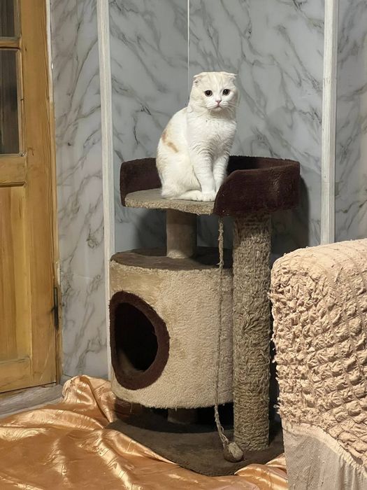 Zotli ogil bola mushuk obmen qlama kichkina zotli muwuga