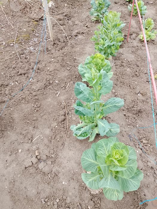 Sămânță de varza Românească de vanzare.