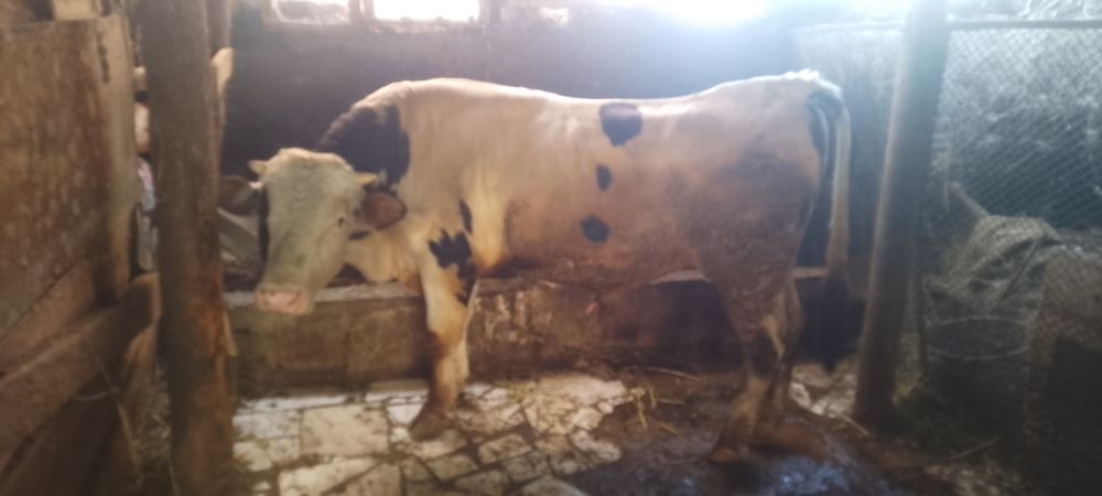 Продам срочно Быка