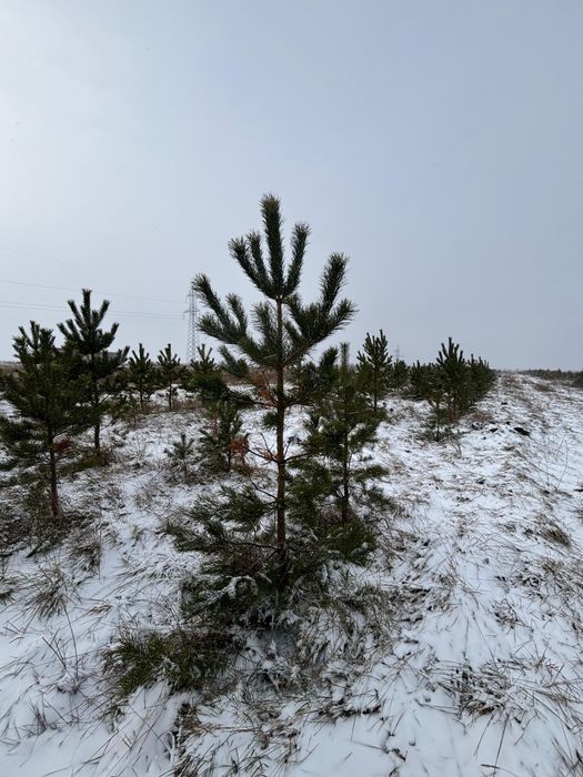Саженцы оптом от 30 штук