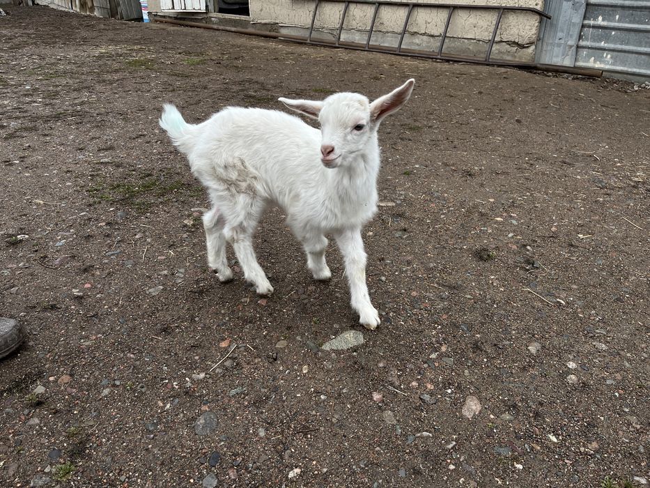 Продам Зааненский козлято