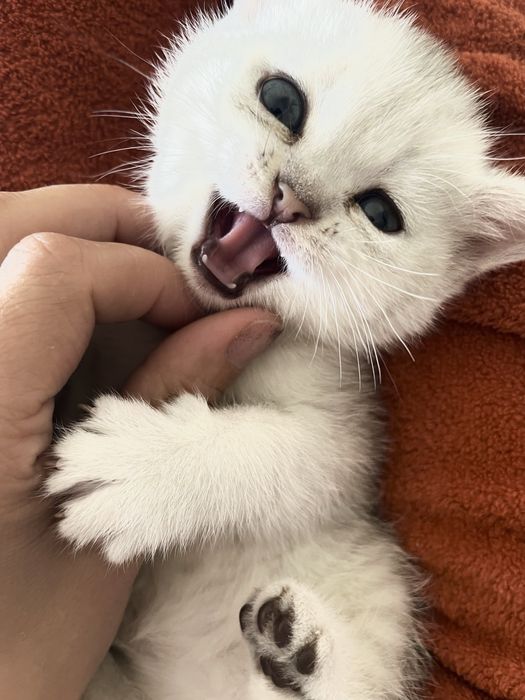 Serebristiya shinshilla srochna sotiladi