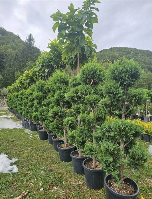 Leylandy cupressocyparis (tuia leylandii)
La o calitate superioara pre