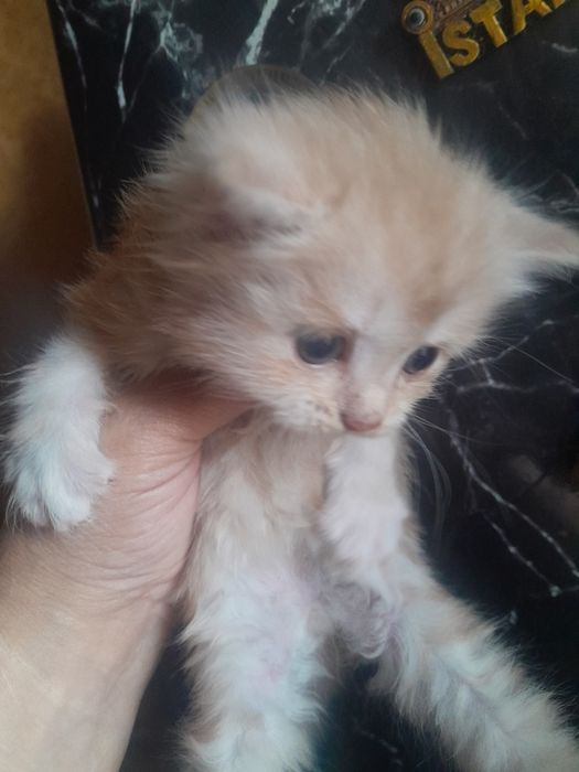 Одам котят в хорошие руки