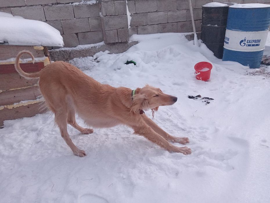 Тазы сатылады ұрғашы