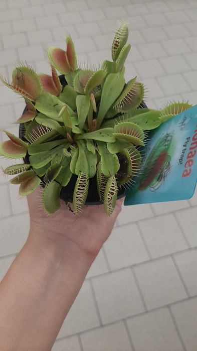 Семена на насекомоядни (хищни) растения: дионея, росянка