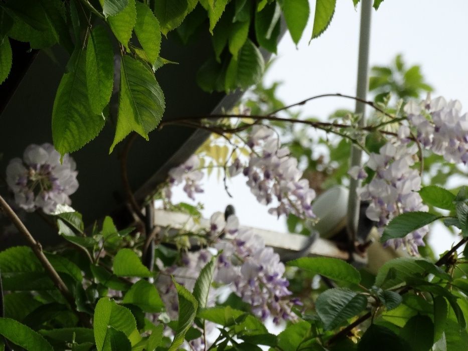 Две спутниковые тарелки, 4 головки