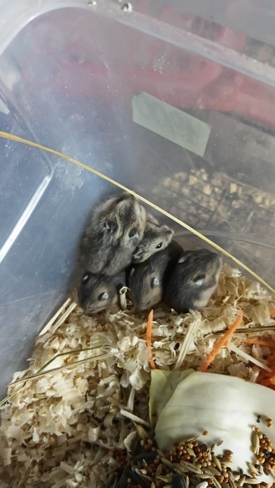Продам хомяков породы джунгарики