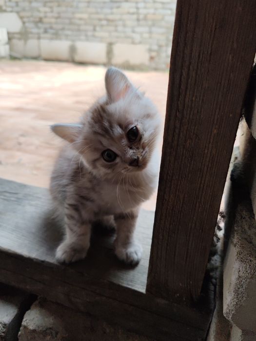Отдам котят в добрые руки