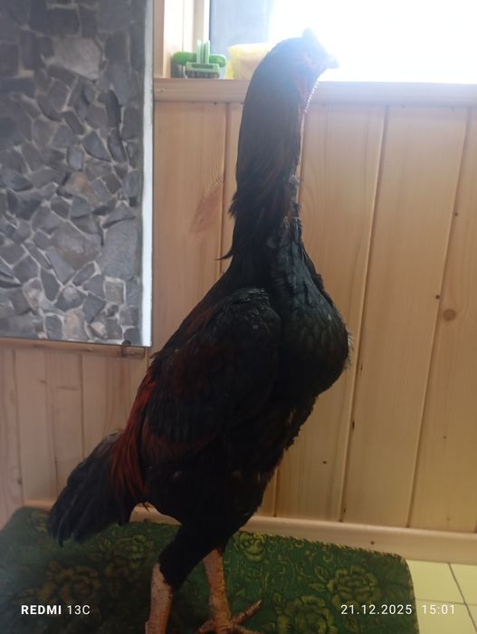 Дакан жужик шамо