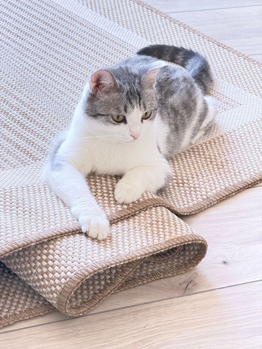 Кошечка из мечети ищет дом