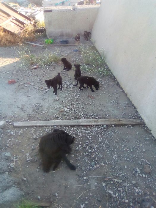 Отдам даром 11 щенков