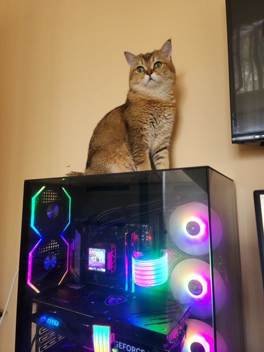 Вязка Vyazka Britanskiy shinshilla Toza qon