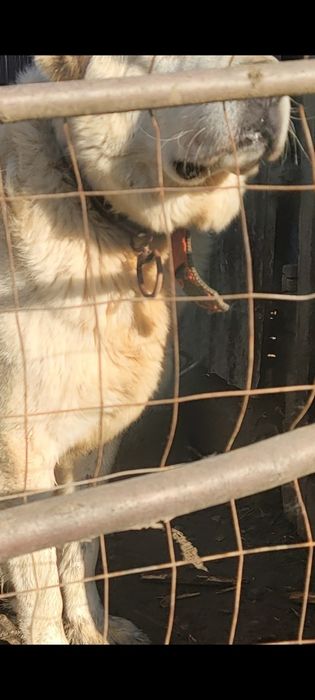 Ciobănesc de asia centrală la schimb noatin